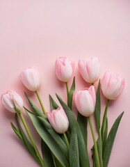 Fototapeta premium Pink Tulips on Pink Background - Beautiful Flowers for Spring - Colored Tullips - Background for Mother's Day, Woman's Day, Valentine's Day or Birthday - Space for Copy or Text