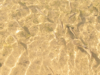 Fish in transparent water.