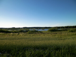 Landscape of meadow and pond in background.