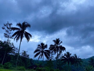 Fototapeta premium Coconut trees with overcast sky 