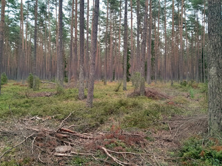 Fototapeta premium Walking across Tuchola Forest. Pure nature of northern Poland