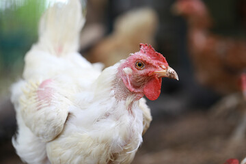 rhode island white chicken in local farm