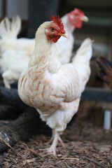 rhode island white chicken in local farm
