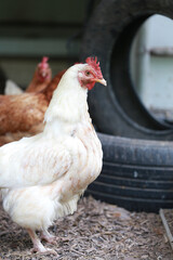 rhode island white chicken in local farm