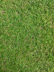 Real natural grass texture background 