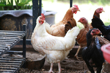 rhode island white chicken in local farm