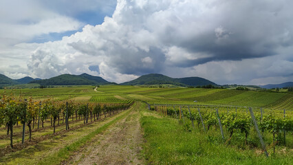 Blick über die Weinberge auf den Pfälzerwald