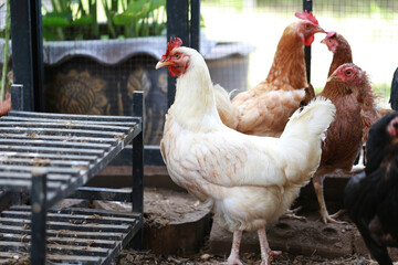 rhode island white chicken in local farm