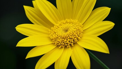 Obraz premium Bright and cheerful yellow flower