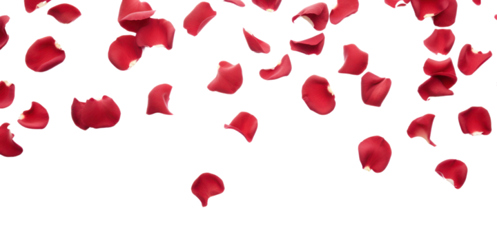 PNG Flying red rose petals backgrounds flower plant.