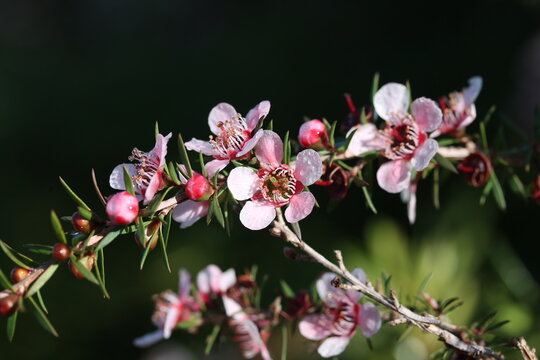 Mānuka flowers and buds, New Zealand Aotearoa native plant
