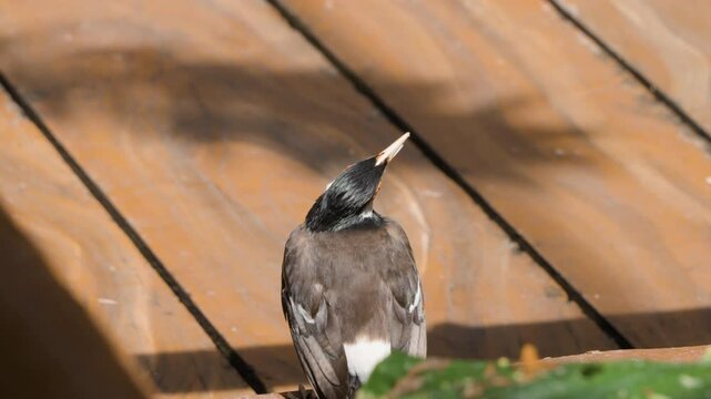 Indian pied myna (Gracupica contra) or Asian pied starling Adult bird on Wooden floor chatters looking around - close-up