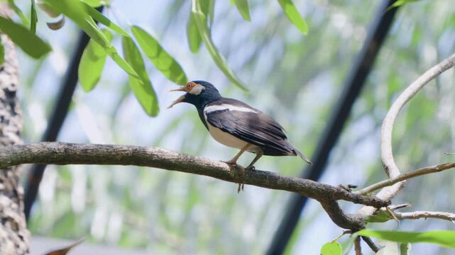 Indian pied myna (Gracupica contra) or Asian Pied Starling Screams and Jumps of Tree Branch at Bali Safari and Marine Park in Siangan