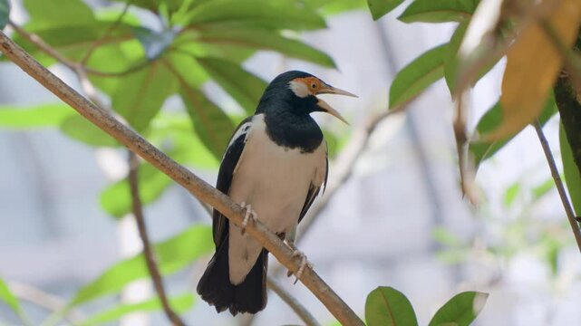 Screaming Angree Pied Myna Bird or Asian Pied Starling (Gracupica contra) Perched on a Tree Branch at Bali Safari and Marine Park in Siangan, Indonesia - low angle, slow motion