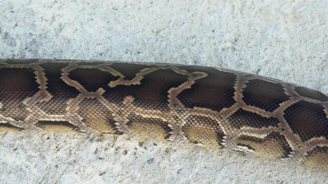The body and scales of a Burmese Python (Python bivittatus) snake while walking forward on a road or cement surface.