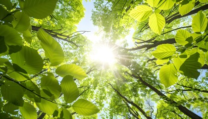 Obraz premium Beautiful green leaves with sunlight in forest background