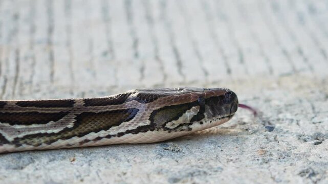 Face close-up of the Burmese Python (Python bivittatus) snake while walking forward on a road or cement surface. The snake sticks out its tongue to move forward.
