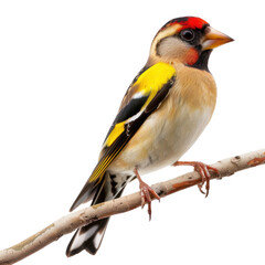 Fototapeta premium Goldfinch Perched on Branch