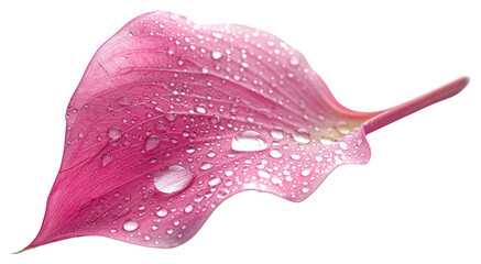PNG Raindrops on a petal flower plant leaf.