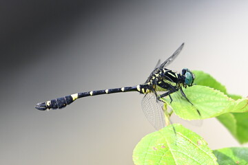 横向きのオニヤンマ