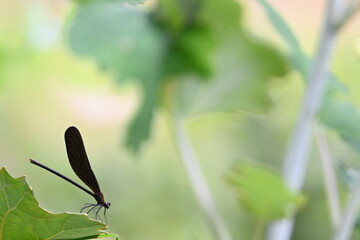 トンボのシルエット © kiko