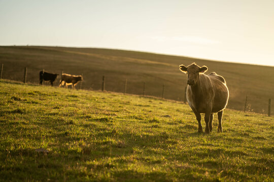 The Future of Livestock in Australian Agriculture: Sustainable Grazing, Technology, and Innovation for Environmental Resilience, cows grazing
