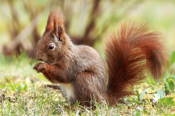 Fressendes Eichhörnchen auf der Wiese