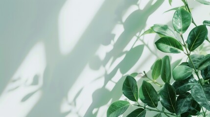 Sunlight and shadows play on a wall next to a green plant