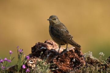 roquero solitario en el campo en primavera