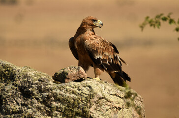 aguila imperial en el campo