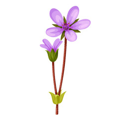 Vector illustration of Erodium cicutarium, also known as stork's-bill, redstem filaree, redstem stork's bill or pinweed, isolated on white background.