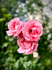 Bulgarian rose