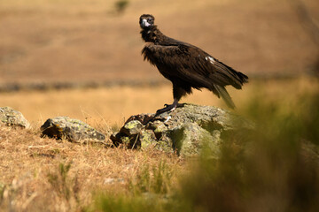 buitre negro posado en una roca