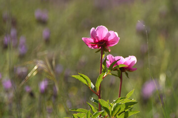 peonias en el campo en primavera