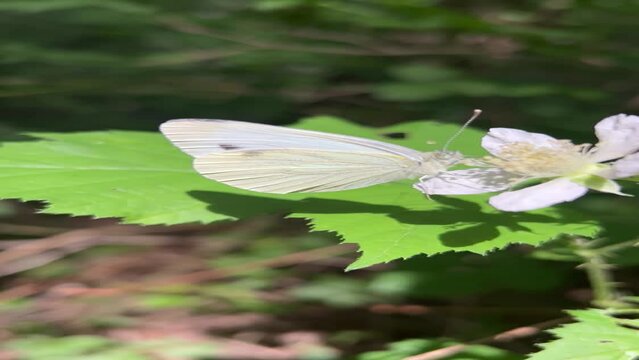 Beautiful White Butterly, Summer Butterfly in Nature