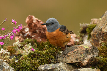 roquero rojo en gredos en primavera