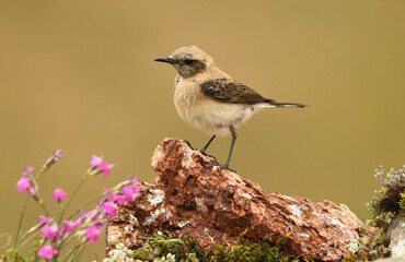 collalba en el campo en primavera