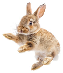 Obraz premium PNG Happy jumping rabbit animal mammal rodent.