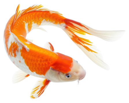 PNG koi fish in heart shape goldfish animal carp.