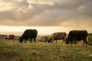 Fototapeta premium Stud Angus, wagyu, Murray grey, Dairy and beef Cows and Bulls grazing on grass and pasture in a field. The animals are organic and free range, being grown on an agricultural farm in Australia.