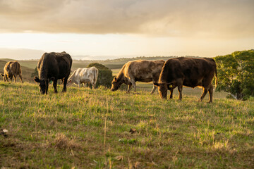 Beef cows and calves grazing on grass in a free range field, in Australia. eating hay and silage....