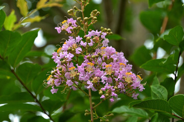サルスベリの花