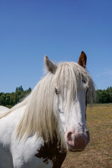 Naklejka premium Horse with white mane in field on hot summer day. domestic farm animal. curious horse portrait 