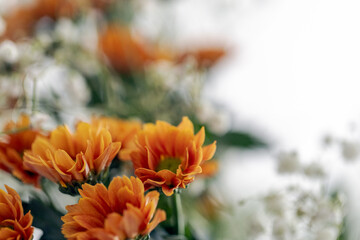 beautiful minimalistic summer bouquet, delicate wildflowers on a white background