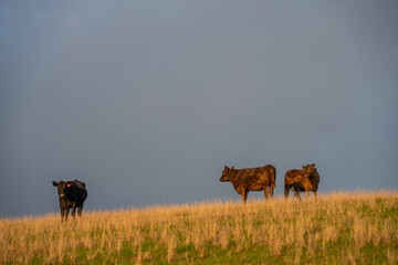 Stud Angus, wagyu, Murray grey, Dairy and beef Cows and Bulls grazing on grass and pasture in a field. The animals are organic and free range, being grown on an agricultural farm in Australia.