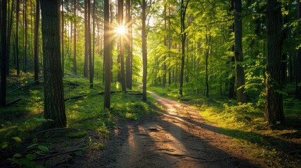 Green forest with tall trees, a winding path, sunlight filtering through the leaves