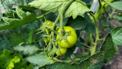 Young tomato fruit among green leaves.