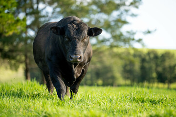 Fototapeta premium Cows in a field on a farm in spring on green field