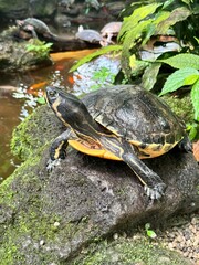 Naklejka premium turtle chilling and swimming in the water