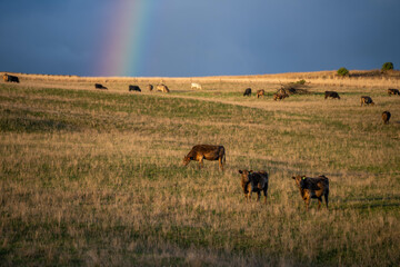 Beef cows and calves grazing on grass in a free range field, in Australia. eating hay and silage....